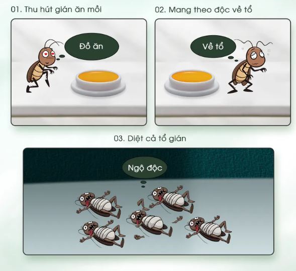 Diệt gián tận gốc tại nhà